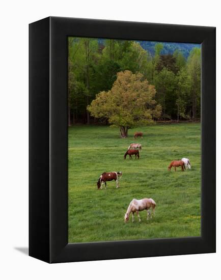 Horses Grazing in Meadow, Cades Cove, Great Smoky Mountains National Park, Tennessee, USA-Adam Jones-Framed Premier Image Canvas