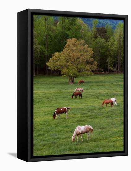 Horses Grazing in Meadow, Cades Cove, Great Smoky Mountains National Park, Tennessee, USA-Adam Jones-Framed Premier Image Canvas