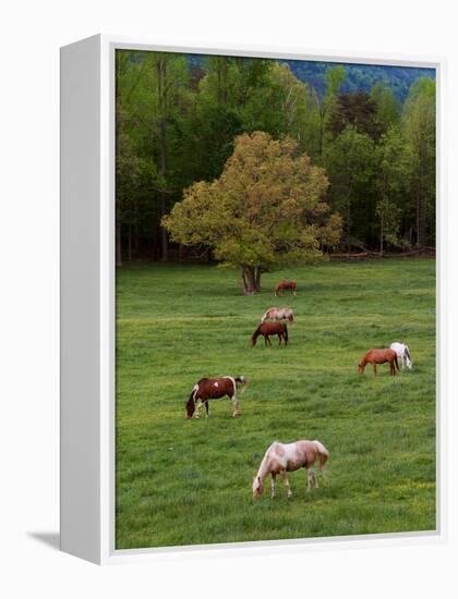 Horses Grazing in Meadow, Cades Cove, Great Smoky Mountains National Park, Tennessee, USA-Adam Jones-Framed Premier Image Canvas