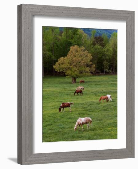 Horses Grazing in Meadow, Cades Cove, Great Smoky Mountains National Park, Tennessee, USA-Adam Jones-Framed Photographic Print