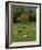 Horses Grazing in Meadow, Cades Cove, Great Smoky Mountains National Park, Tennessee, USA-Adam Jones-Framed Photographic Print