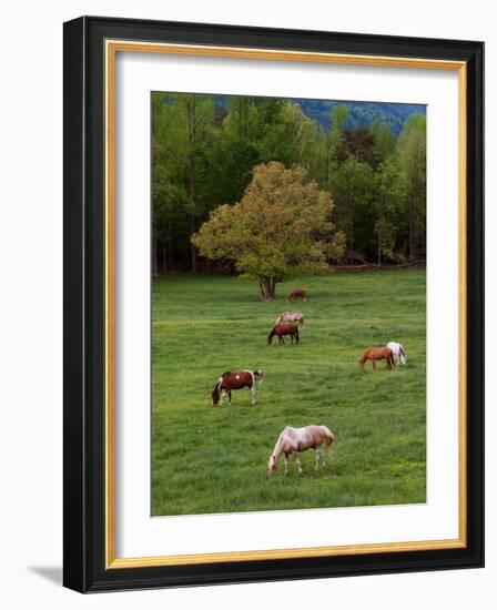 Horses Grazing in Meadow, Cades Cove, Great Smoky Mountains National Park, Tennessee, USA-Adam Jones-Framed Photographic Print