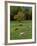 Horses Grazing in Meadow, Cades Cove, Great Smoky Mountains National Park, Tennessee, USA-Adam Jones-Framed Photographic Print