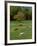 Horses Grazing in Meadow, Cades Cove, Great Smoky Mountains National Park, Tennessee, USA-Adam Jones-Framed Photographic Print