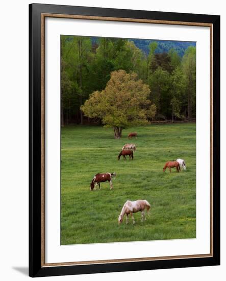 Horses Grazing in Meadow, Cades Cove, Great Smoky Mountains National Park, Tennessee, USA-Adam Jones-Framed Photographic Print