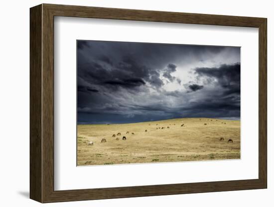 Horses grazing in steppe grassland, Altanbulag, Mongolia-Paul Williams-Framed Photographic Print