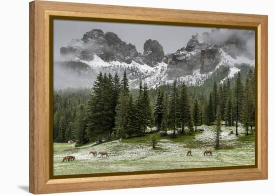 Horses Grazing in the Meadow Blanketed in Summer Snow, Dolomites, Alto Adige or South Tyrol, Italy-Stefano Politi Markovina-Framed Premier Image Canvas