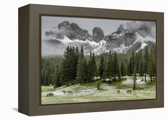 Horses Grazing in the Meadow Blanketed in Summer Snow, Dolomites, Alto Adige or South Tyrol, Italy-Stefano Politi Markovina-Framed Premier Image Canvas