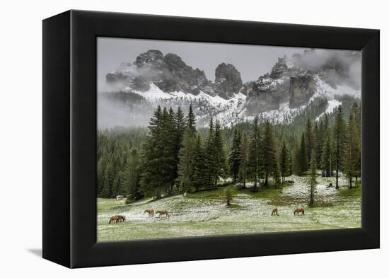 Horses Grazing in the Meadow Blanketed in Summer Snow, Dolomites, Alto Adige or South Tyrol, Italy-Stefano Politi Markovina-Framed Premier Image Canvas