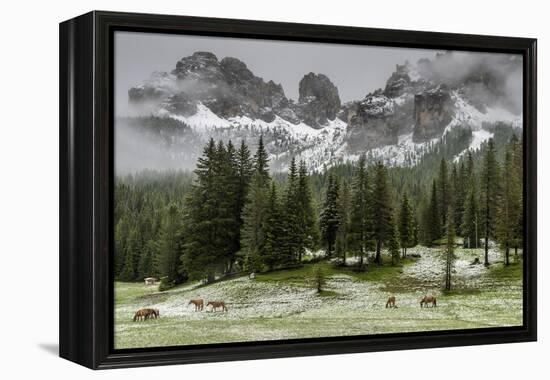 Horses Grazing in the Meadow Blanketed in Summer Snow, Dolomites, Alto Adige or South Tyrol, Italy-Stefano Politi Markovina-Framed Premier Image Canvas