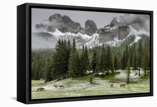 Horses Grazing in the Meadow Blanketed in Summer Snow, Dolomites, Alto Adige or South Tyrol, Italy-Stefano Politi Markovina-Framed Premier Image Canvas