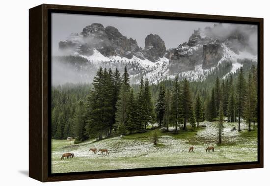 Horses Grazing in the Meadow Blanketed in Summer Snow, Dolomites, Alto Adige or South Tyrol, Italy-Stefano Politi Markovina-Framed Premier Image Canvas