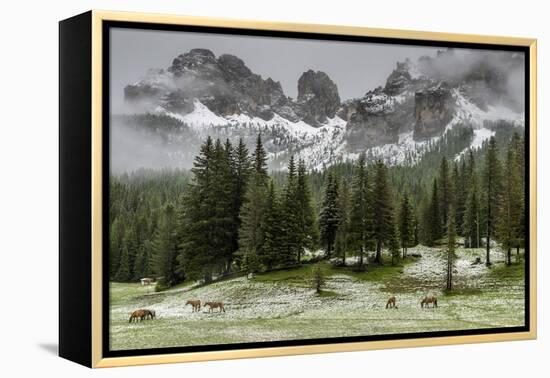 Horses Grazing in the Meadow Blanketed in Summer Snow, Dolomites, Alto Adige or South Tyrol, Italy-Stefano Politi Markovina-Framed Premier Image Canvas
