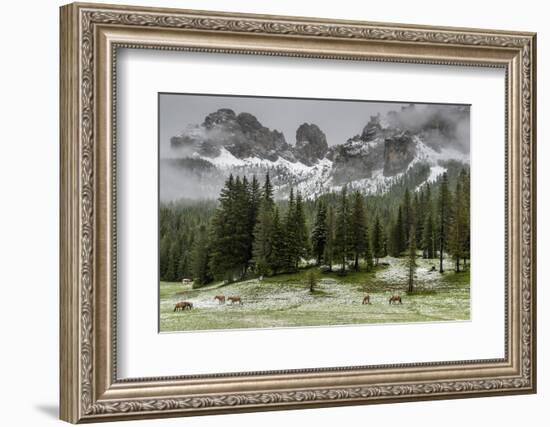 Horses Grazing in the Meadow Blanketed in Summer Snow, Dolomites, Alto Adige or South Tyrol, Italy-Stefano Politi Markovina-Framed Photographic Print