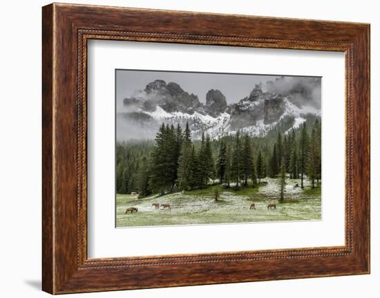 Horses Grazing in the Meadow Blanketed in Summer Snow, Dolomites, Alto Adige or South Tyrol, Italy-Stefano Politi Markovina-Framed Photographic Print