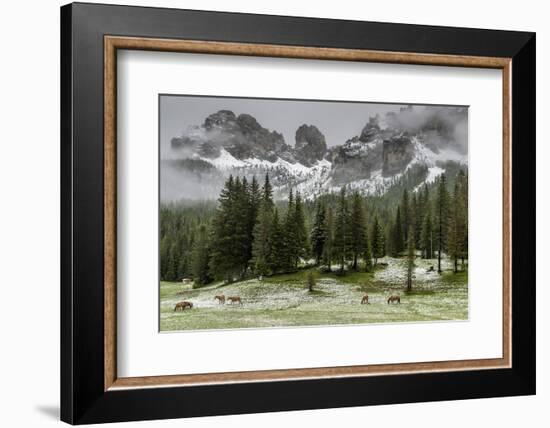 Horses Grazing in the Meadow Blanketed in Summer Snow, Dolomites, Alto Adige or South Tyrol, Italy-Stefano Politi Markovina-Framed Photographic Print