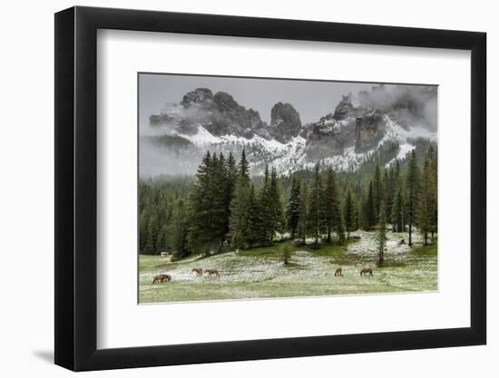 Horses Grazing in the Meadow Blanketed in Summer Snow, Dolomites, Alto Adige or South Tyrol, Italy-Stefano Politi Markovina-Framed Photographic Print