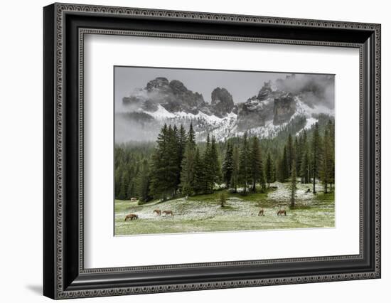 Horses Grazing in the Meadow Blanketed in Summer Snow, Dolomites, Alto Adige or South Tyrol, Italy-Stefano Politi Markovina-Framed Photographic Print