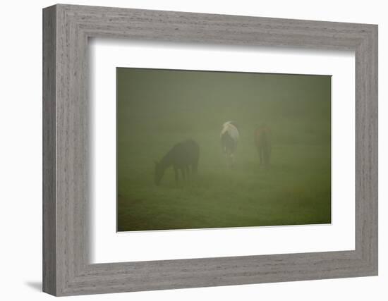 Horses Grazing In The Mist-Steve Gadomski-Framed Photographic Print