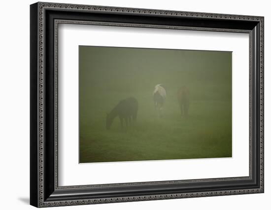 Horses Grazing In The Mist-Steve Gadomski-Framed Photographic Print