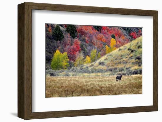 Horses Grazing in Valley of Autumn Aspen and Maple Trees-eric1513-Framed Photographic Print