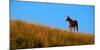 Horses Grazing on Hillside with Blue Sky and Clouds-eric1513-Mounted Photographic Print