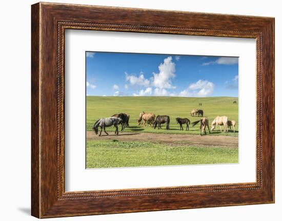 Horses grazing on the Mongolian steppe, South Hangay, Mongolia, Central Asia, Asia-Francesco Vaninetti-Framed Photographic Print