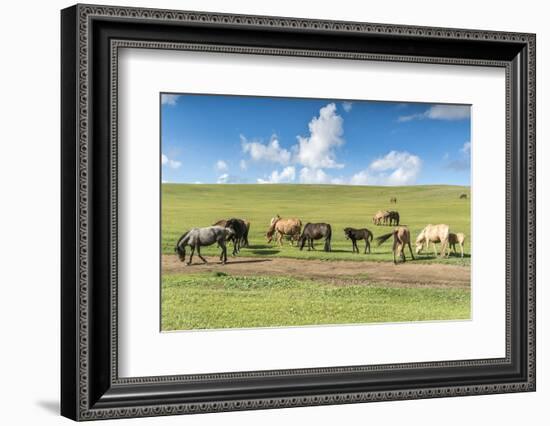 Horses grazing on the Mongolian steppe, South Hangay, Mongolia, Central Asia, Asia-Francesco Vaninetti-Framed Photographic Print