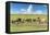 Horses grazing on the Mongolian steppe, South Hangay, Mongolia, Central Asia, Asia-Francesco Vaninetti-Framed Premier Image Canvas