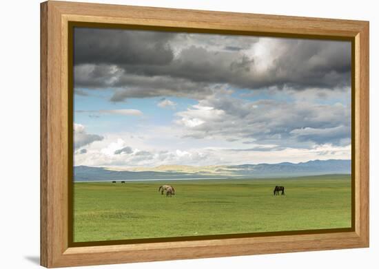 Horses grazing on the Mongolian steppe under a cloudy sky, South Hangay, Mongolia, Central Asia, As-Francesco Vaninetti-Framed Premier Image Canvas