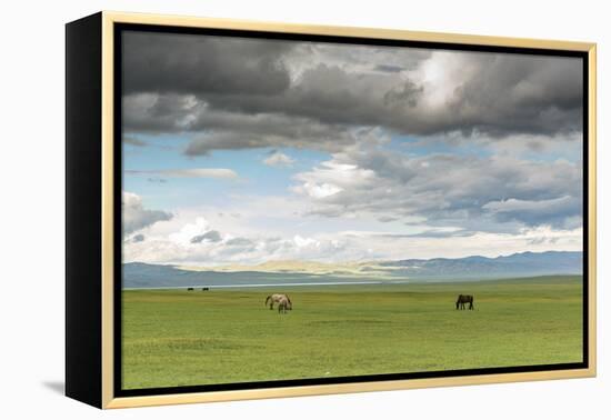 Horses grazing on the Mongolian steppe under a cloudy sky, South Hangay, Mongolia, Central Asia, As-Francesco Vaninetti-Framed Premier Image Canvas