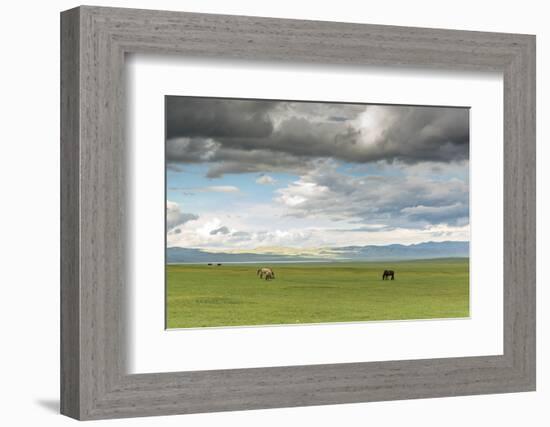 Horses grazing on the Mongolian steppe under a cloudy sky, South Hangay, Mongolia, Central Asia, As-Francesco Vaninetti-Framed Photographic Print