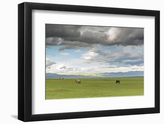 Horses grazing on the Mongolian steppe under a cloudy sky, South Hangay, Mongolia, Central Asia, As-Francesco Vaninetti-Framed Photographic Print