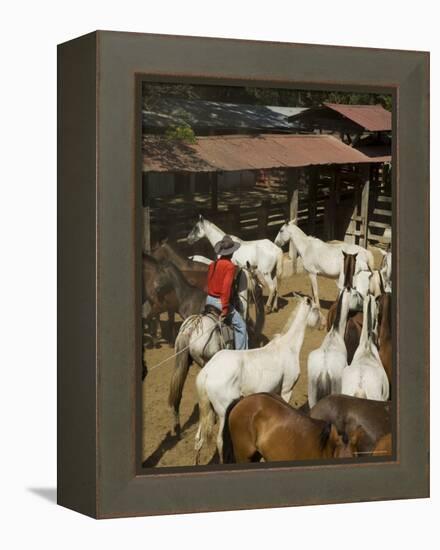 Horses, Hacienda Gauachipelin,Near Rincon De La Vieja National Park, Gaunacaste, Costa Rica-Robert Harding-Framed Premier Image Canvas