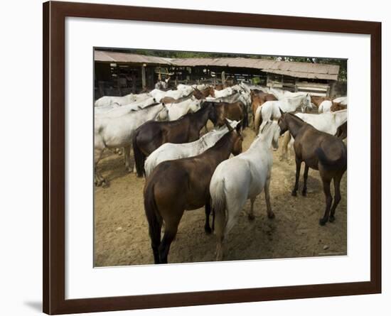 Horses, Hacienda Gauachipelin,Near Rincon De La Vieja National Park, Gaunacaste, Costa Rica-Robert Harding-Framed Photographic Print