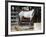 Horses, Hacienda Gauachipelin,Near Rincon De La Vieja National Park, Gaunacaste, Costa Rica-Robert Harding-Framed Photographic Print