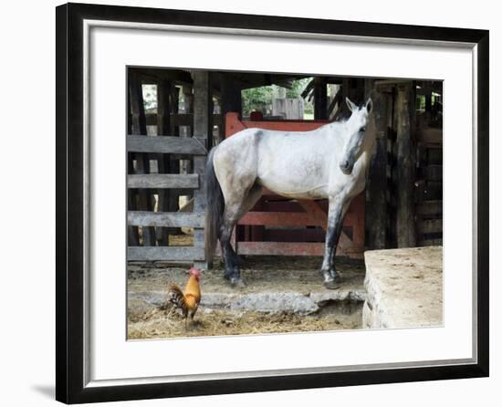 Horses, Hacienda Gauachipelin,Near Rincon De La Vieja National Park, Gaunacaste, Costa Rica-Robert Harding-Framed Photographic Print