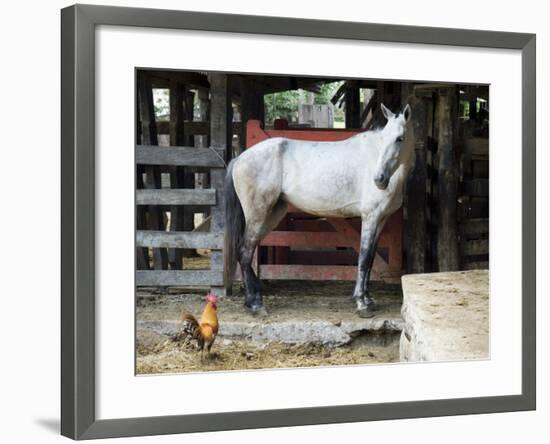 Horses, Hacienda Gauachipelin,Near Rincon De La Vieja National Park, Gaunacaste, Costa Rica-Robert Harding-Framed Photographic Print