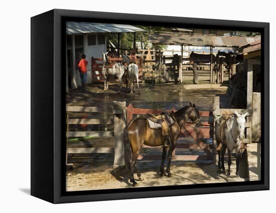 Horses, Hacienda Guachipelin, Near Rincon De La Vieja National Park, Guanacaste, Costa Rica-R H Productions-Framed Premier Image Canvas