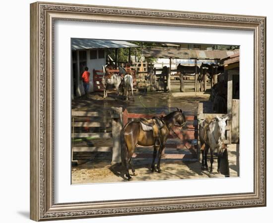 Horses, Hacienda Guachipelin, Near Rincon De La Vieja National Park, Guanacaste, Costa Rica-R H Productions-Framed Photographic Print