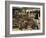 Horses, Hacienda Guachipelin, Near Rincon De La Vieja National Park, Guanacaste, Costa Rica-R H Productions-Framed Photographic Print