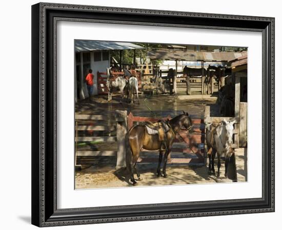 Horses, Hacienda Guachipelin, Near Rincon De La Vieja National Park, Guanacaste, Costa Rica-R H Productions-Framed Photographic Print