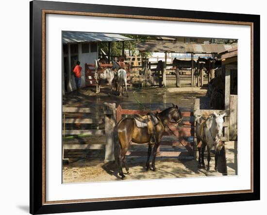 Horses, Hacienda Guachipelin, Near Rincon De La Vieja National Park, Guanacaste, Costa Rica-R H Productions-Framed Photographic Print