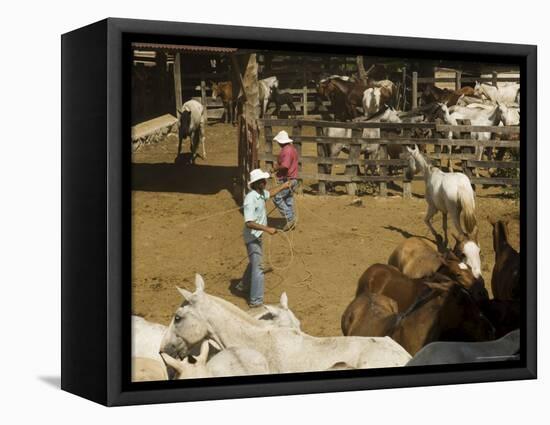 Horses, Hacienda Guachipelin, Near Rincon De La Vieja National Park, Guanacaste, Costa Rica-R H Productions-Framed Premier Image Canvas