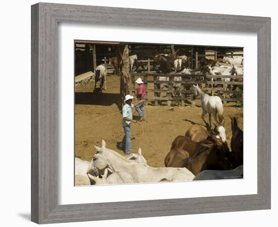 Horses, Hacienda Guachipelin, Near Rincon De La Vieja National Park, Guanacaste, Costa Rica-R H Productions-Framed Photographic Print