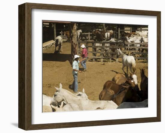 Horses, Hacienda Guachipelin, Near Rincon De La Vieja National Park, Guanacaste, Costa Rica-R H Productions-Framed Photographic Print