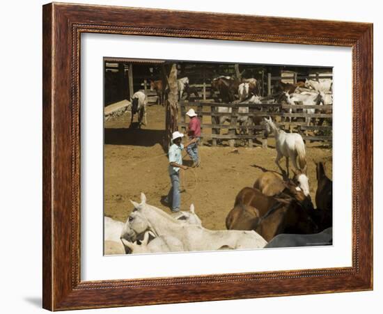 Horses, Hacienda Guachipelin, Near Rincon De La Vieja National Park, Guanacaste, Costa Rica-R H Productions-Framed Photographic Print