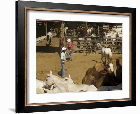 Horses, Hacienda Guachipelin, Near Rincon De La Vieja National Park, Guanacaste, Costa Rica-R H Productions-Framed Photographic Print