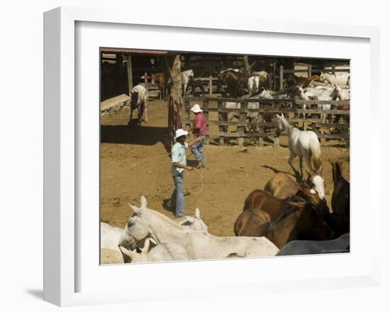 Horses, Hacienda Guachipelin, Near Rincon De La Vieja National Park, Guanacaste, Costa Rica-R H Productions-Framed Photographic Print