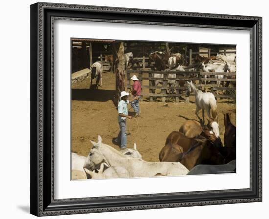 Horses, Hacienda Guachipelin, Near Rincon De La Vieja National Park, Guanacaste, Costa Rica-R H Productions-Framed Photographic Print